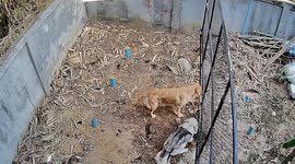 Hound-dini! Two dogs make great escape from garden enclosure