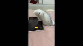 Cat attempts to catch virtual rabbit on tablet