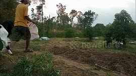 Man pranks his pet goat, hilariously confuses his furry friend