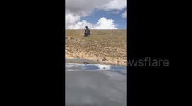 Wild Yak Chasing Car In Shuanghu county, Tibet, China