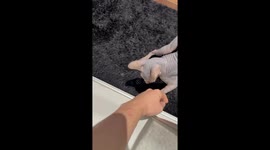 Sphinx Cat Shower Parkour