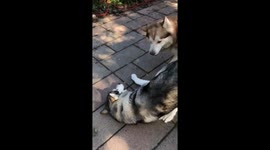 Ruff and Tumble Play with our three Alaskan Malamutes in our garden
