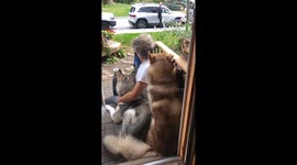 Good manners displayed when our Alaskan Malamutes did not have a negative reaction to Huskies passing by