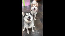 Dog training time with our three Alaskan Malamutes keeps them keen and physically and mentally exercised