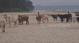 International tourists delight as cows come marching on to Cavelossim beach