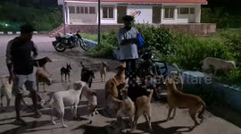 Stray dogs had a good Samaritan on Benaulim beach who cares and feeds them everyday