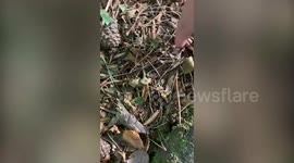 Meet explorer, 14, on a mission to find BIGFOOT