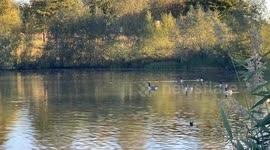 the migration of wild geese