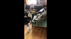 Caught my Alaskan Malamutes in a Saturday morning conference howling call