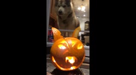 I carved this Halloween pumpkin in homage to my three Alaskan Malamutes