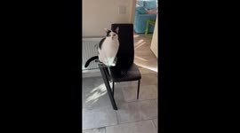 Cat's disinterest: feline rejects banana when offered