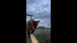 Kitten's sausage walk: cute stroll on a rope in Perm, Russia