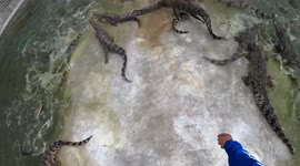 Experience feeding crocodiles their lunch in this terrifying FPV footage