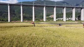 Hybrid rice field achieves single-season yield of 1251.5 kg per mu in SW China