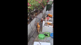 Pampered pet cats given orange motorcycle taxi jackets in Bangkok