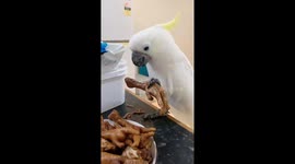 Chinese Parrot Chomps on Chicken Claw