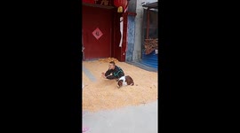 Heartwarming Playtime: Boy and Border Collie Joyfully Help in Farm Work