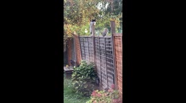 Squirrel minding its own business finds itself in a compli-cat-ed situation
