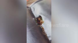 Tiny baby mice sleep inside cozy hole in streetside stall sofa