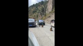 Playful monkey troop causes traffic standstill