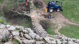 Felled Sycamore Gap tree removed by crane in Northumberland, UK