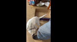 Pup's Poop Is Hanging by a Thread