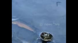 On an upstate NY creek frog sticks his head up through stream