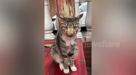 Pinocchi-cat! Stray moggy has swolloen nose from snake bit