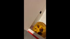 Cat cheekily nabs a nibble of egg tart through box gap