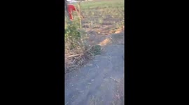 Dramatic moment child is carried into air by kite in Indonesia