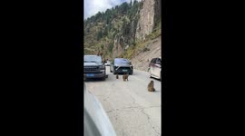 Rogue monkeys block mountain road causing traffic jam in Tibet