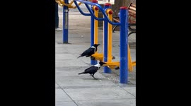 Fit as a Feather! Hilarious moment magpies take over public cross trainer