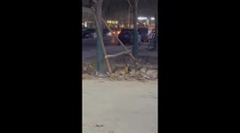 Loyal to the end: Dog buries dead kitten friend on roadside in China