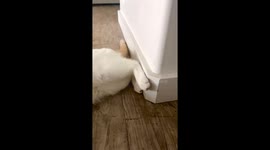 Cat prodigy makes goalkeeper moves in playtime