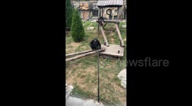 Chinese Gorilla Politely Applauds to Visitors for More Food at Zoo in Dalian, China
