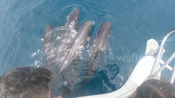 Boaters get incredible close encounter as pod of pilot whales approach vessel
