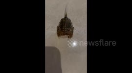 Albunea Symmysta spotted in Linshui, Hainan, China