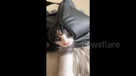 Cat Tries to Get Out of The Bag in Chongqing, China