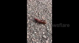 Shocked woman spotted super-rare PINK grasshopper on the pavement - after mistaking it for a caterpillar