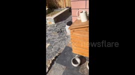 Dog's Kennel Occupied by Stray Cat in Weihai, Shandong, China