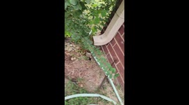 Homeowner dismantles guttering to rescue squirrel stuck in pipes