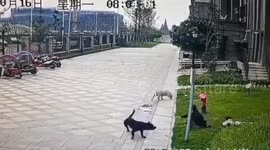 Chinese mother desperately tries to fend off vicious dog attacking her 2-year-old daughter