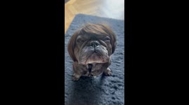 Bertie the Pup Dressed as a Karen