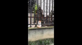 Cat looks like a picture of sadness sitting on wall