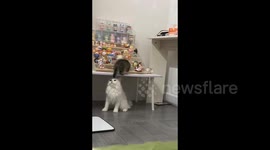 Kitty's Feet Slip in Jiangmen, China