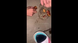 Little Hedgehog Gets Packed Full of Food on Back by Enthusiastic Residents in China