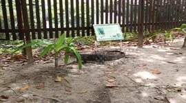 Fascinated tourists marvel at Godzilla-like monitor lizards roaming on Thai island