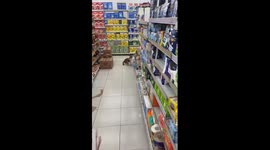 Hungry cat steals food from Banjarmasin minimart shelves