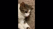 temp