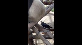 Panda looks confused by crow pecking his bottom in China